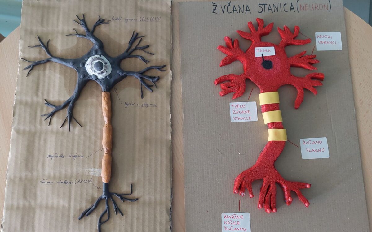 Razgledajte izložbu modela živčane stanice