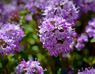 Opusti se uz biljni čaj